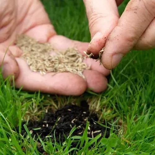 Grass Seeds GREEN MART