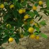 Citrus mitis or Chinese oranges "1.3m-1.5m" البرتقال الصيني