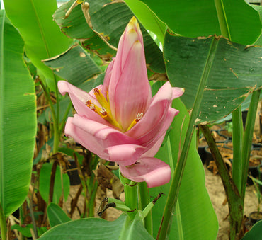 Musa paradisiaca "Banana Tree" 0.5-0.8m شجرة الموز