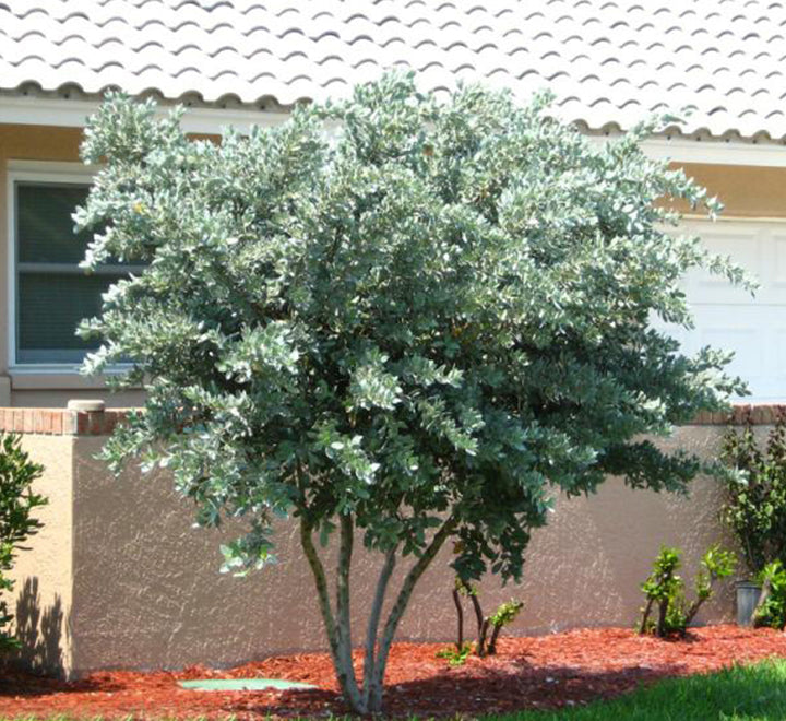 Conocarpus erectus, Silver Leaf, Silver buttonwood