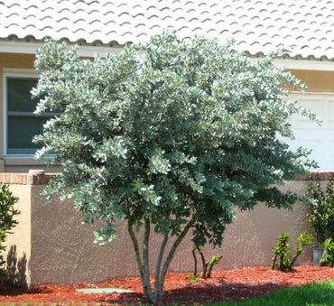 Conocarpus erectus, Silver Leaf, Silver buttonwood