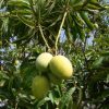 Mangifera indica Or Mango Tree شجرة المانجو
