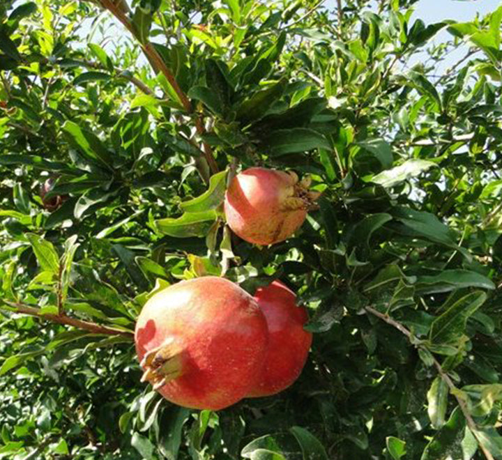 Punica granatum Or Pomegranate Tree شجرة الرمان