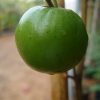 Ziziphus jujuba Or Jujube Tree شجرة عناب