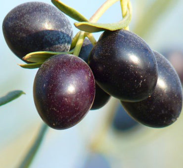 Olea europea or Olive Tree "1.0m-2.2m" شجرة زيتون