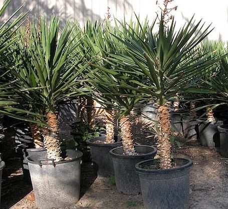 Yucca Filifera "Yucca Aloifolia" 2.0-2.5m