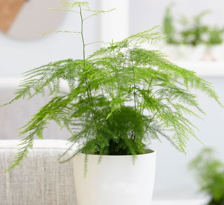 Asparagus setaceus (20-30 cm)