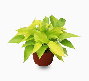 Neon Pothos (20-30 cm)
