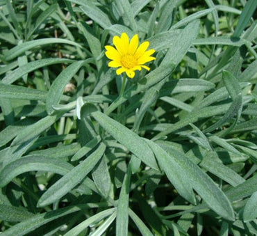 Gazania uniflora or Treasure Flower