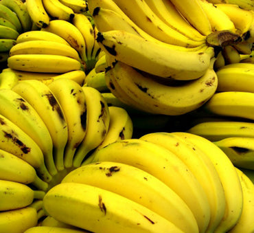 Musa paradisiaca Or Banana Tree "1.2m-2.5m" شجرة الموز