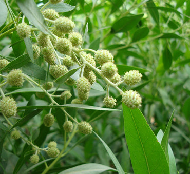 Damas 'Saudi' / Conocarpus erectus "1.0-1.2m" in GRP pot