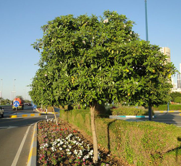 Tabebuia rosea "Rosy trumpet tree"