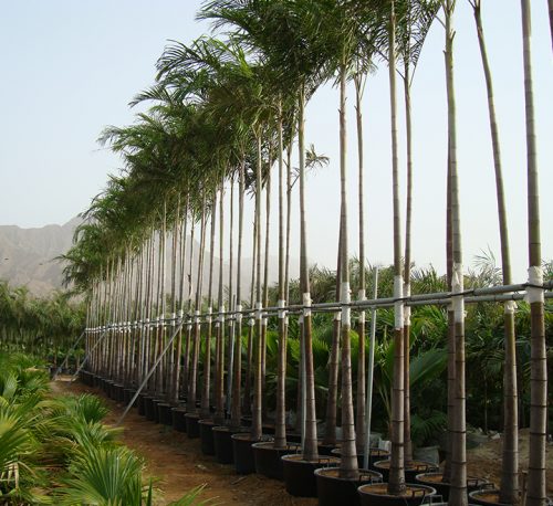 Roystonia regia "Royal Palm" النخيل الملكي
