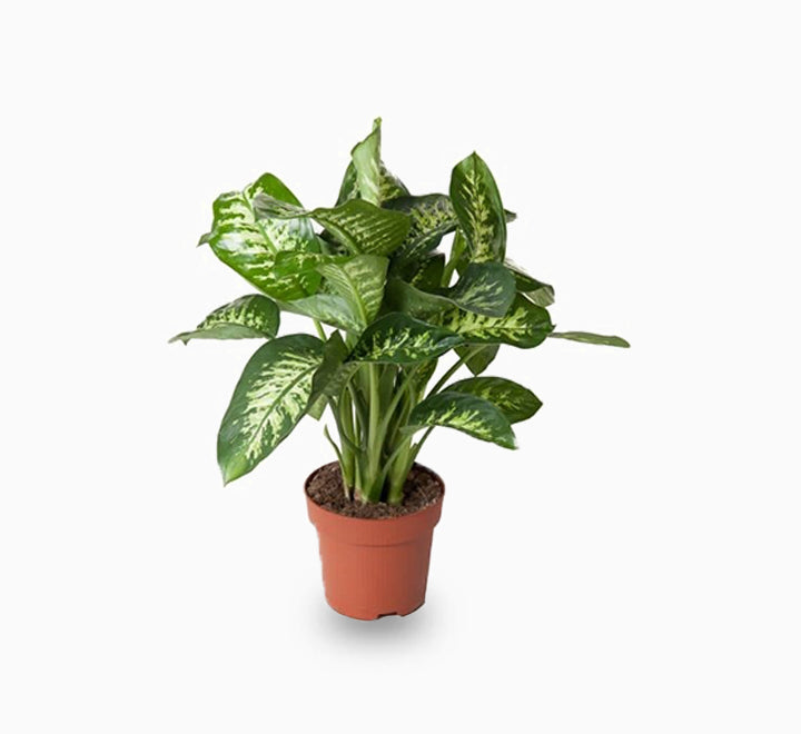 Dieffenbachia seguine Or Maroba