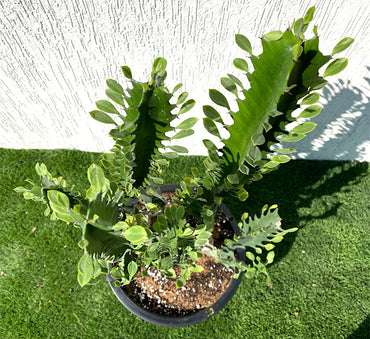 Euphorbia trigona "Candelabra Cactus" 0.6-0.8m