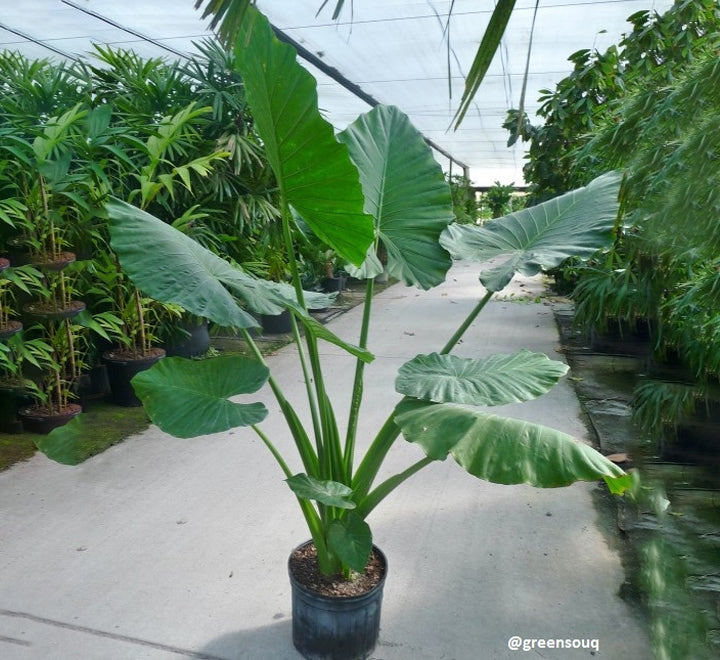 Alocasia california (80-100 cm)