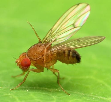 Fruit Fly Trap with Pheromone "Russell-IPM"