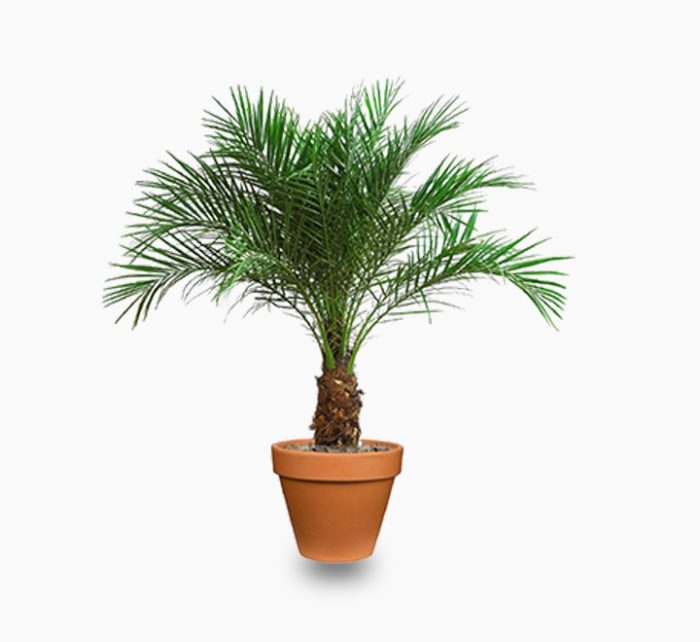 Phoenix roebelenii