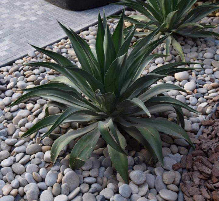 Agave Attenuata or spineless century plant