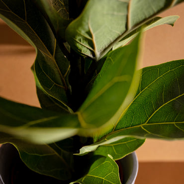 Fiddle Leaf Mini (Ficus lyrata) | Compact, Statement Houseplant