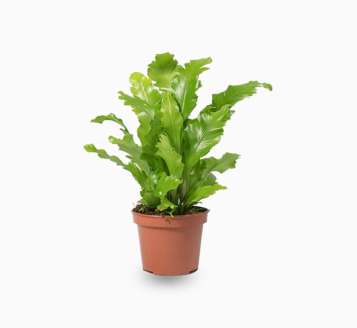 Asplenium nidus or Bird's Nest Fern 50-60cm spread