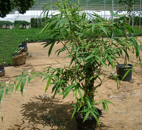 Ziziphus Spina Christi or Sidr Tree