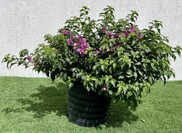 Bougainvillea alexandra "Purple-Paper Flower"