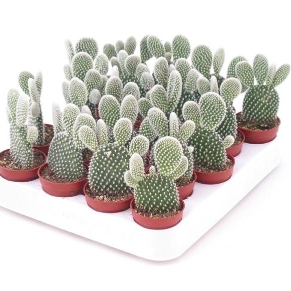 Cactus Opuntia Albata or Bunny Ears 5-8cm