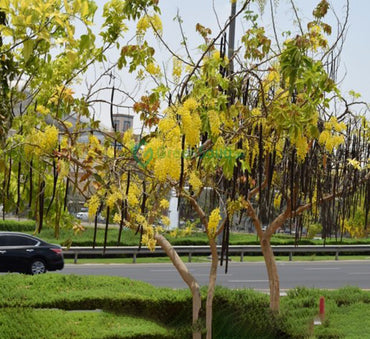 Cassia fistula "Golden Shower Tree" 3.0-3.5m