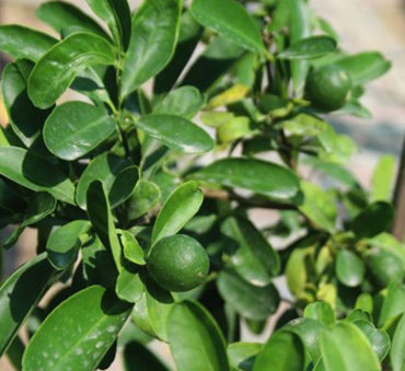 Lime 'Binzaheer'