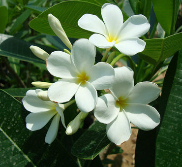 Plumeria obtusa "Frangipani or The Temple Tree"