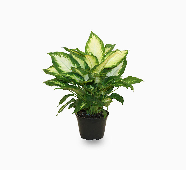 Dieffenbachia ‘Camilla’ Dumb Cane Plant