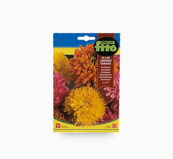 Fito Chrysanthemum Flower Seeds