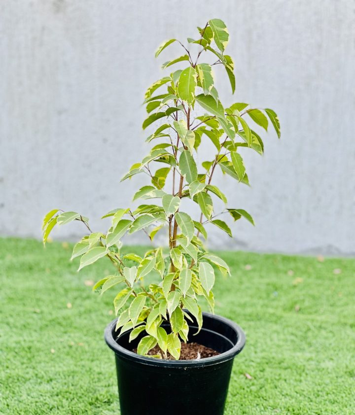 Ficus benjamina variegata "Variegated Weeping Fig" 35 - 50cm