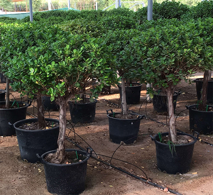 Ficus diversifolia "Single head"