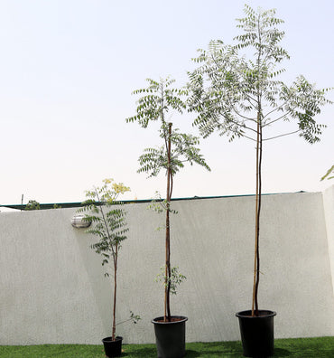 Azadirachta indica "Neem Tree"