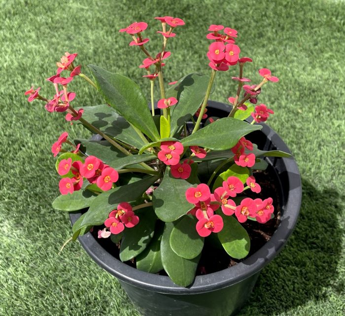 Euphorbia millii Or Crown of Thorns 25 - 35cm