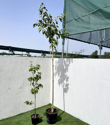 Morus alba Or Mulberry Tree توت