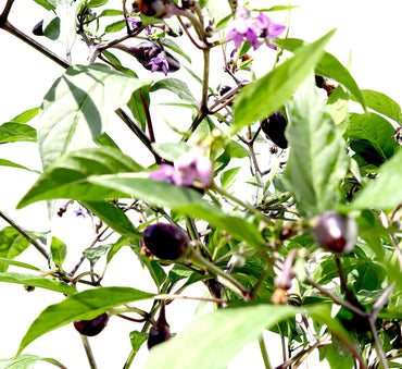 Ornamental pepper plant