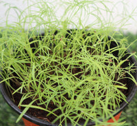Dill Plant "Organic Herbs"