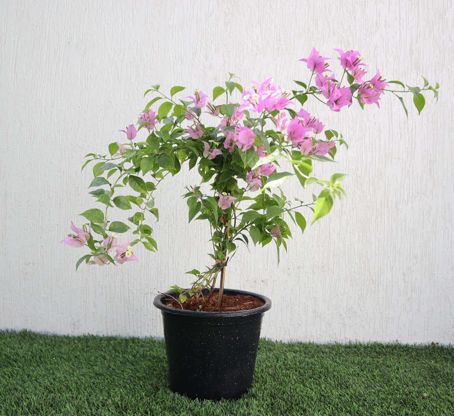 Bougainvillea alexandra "Purple-Paper Flower"