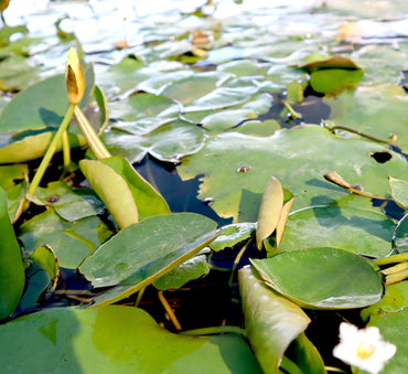 Water Lily Hardy Nymphaea "Wanvisa"