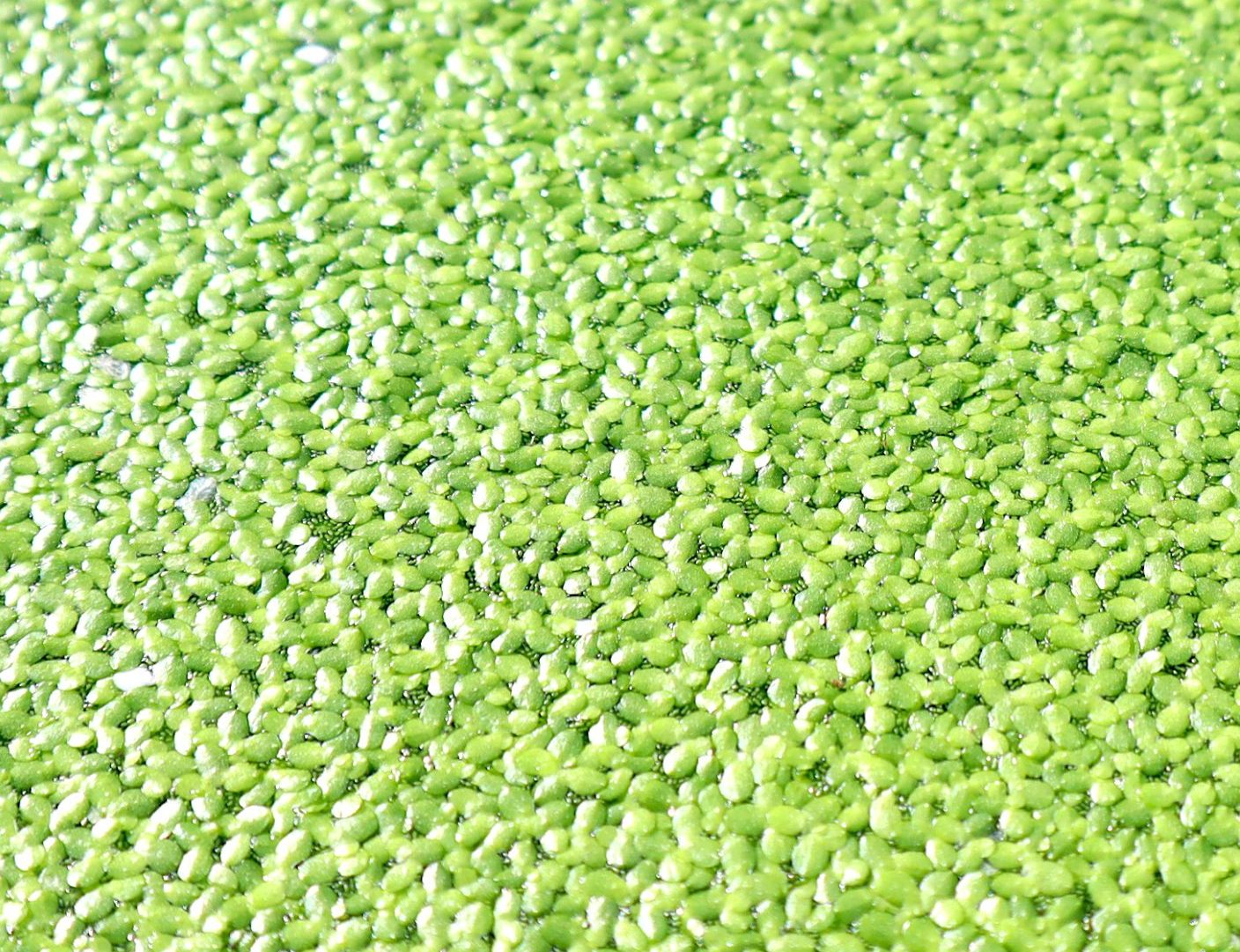 Live Floating Duckweeds "Lemna Minor"