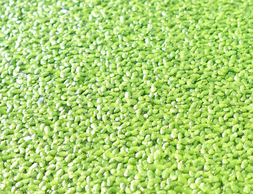 Live Floating Duckweeds "Lemna Minor"
