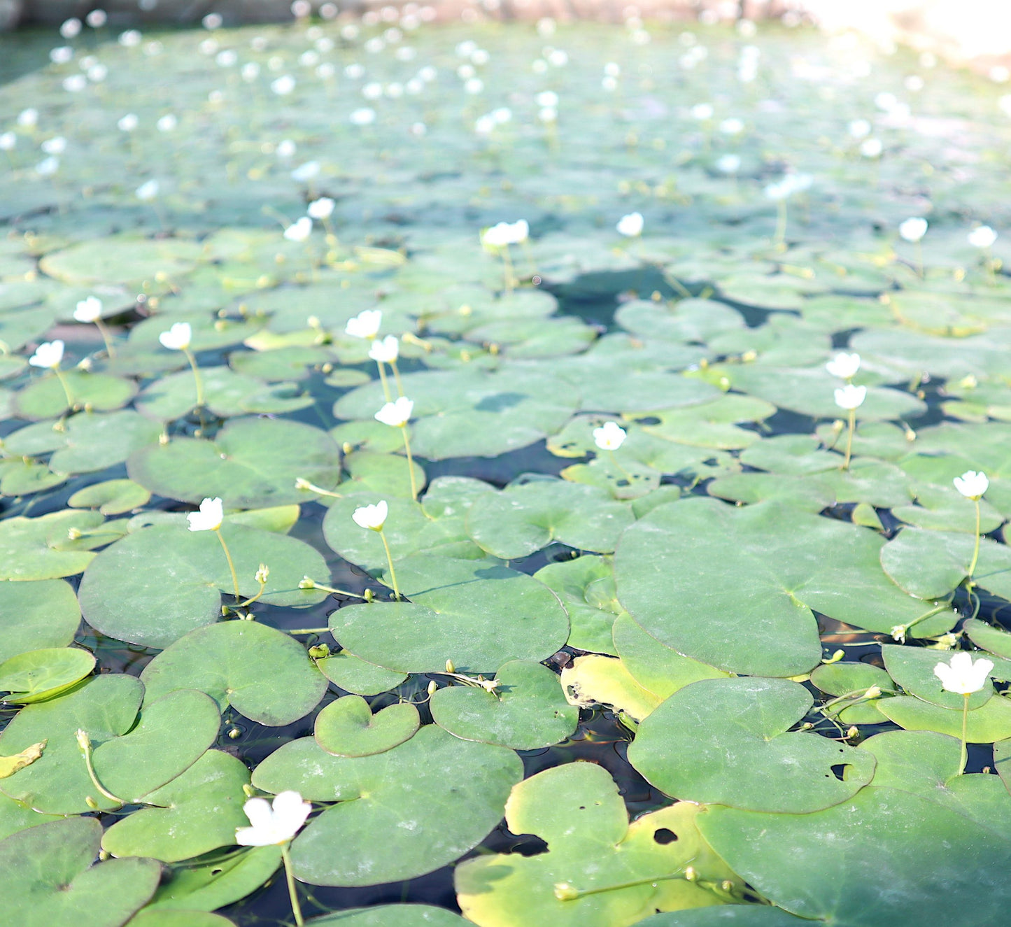 Water Snowflake "Nymphoides indica"