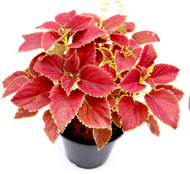 Coleus plant "6 ltr pot"