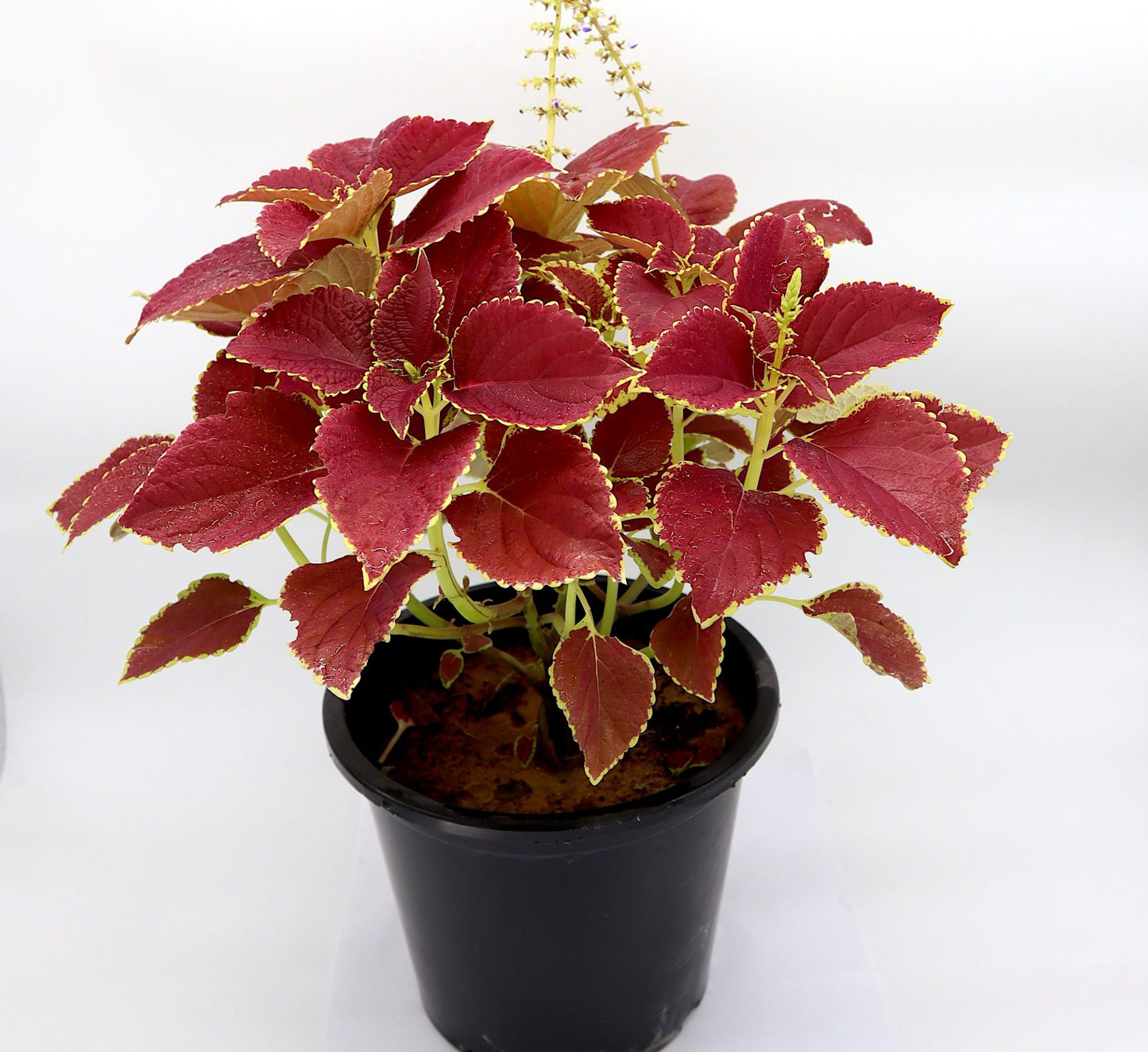 Coleus plant "6 ltr pot"