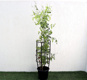 Jasmine "Jasminum Officinale" 0.8-1.0m