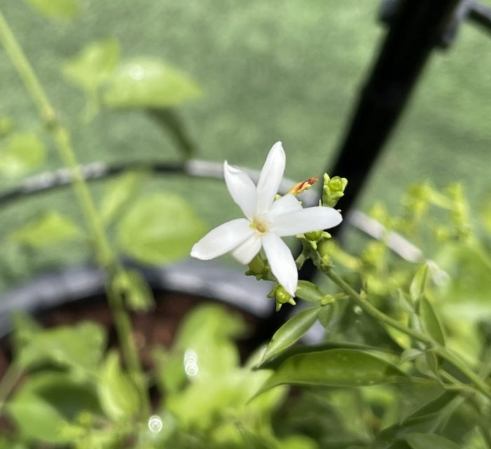 Jasminum grandiflora Or Jasmine Climber 0.8 - 1.5m