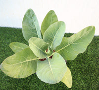 Cauliflower Organic Vegetable Plant "6Ltr pot"